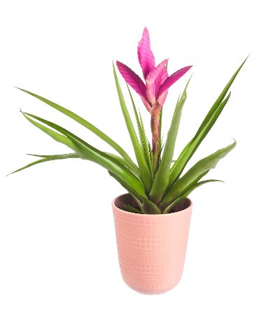 Бромелия в керамика