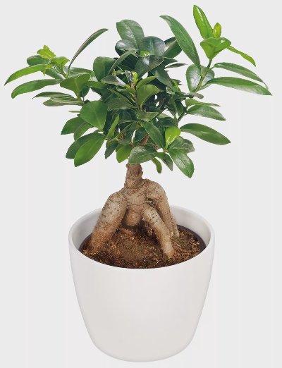 Фикус Женшен 