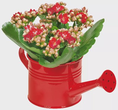 Каланхое Ø7 см