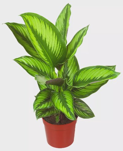 Калатея микс Ø12 см