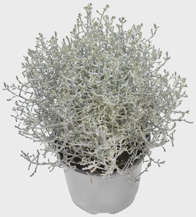 Калоцефалус Градинскo растениe