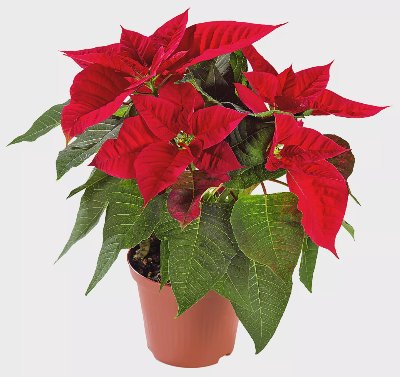 Коледна звезда 