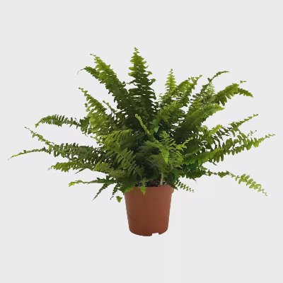 Папрат (Нефролепсис) Ø12 см