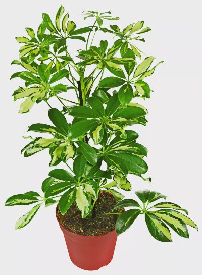 Шефлера Ø13 см